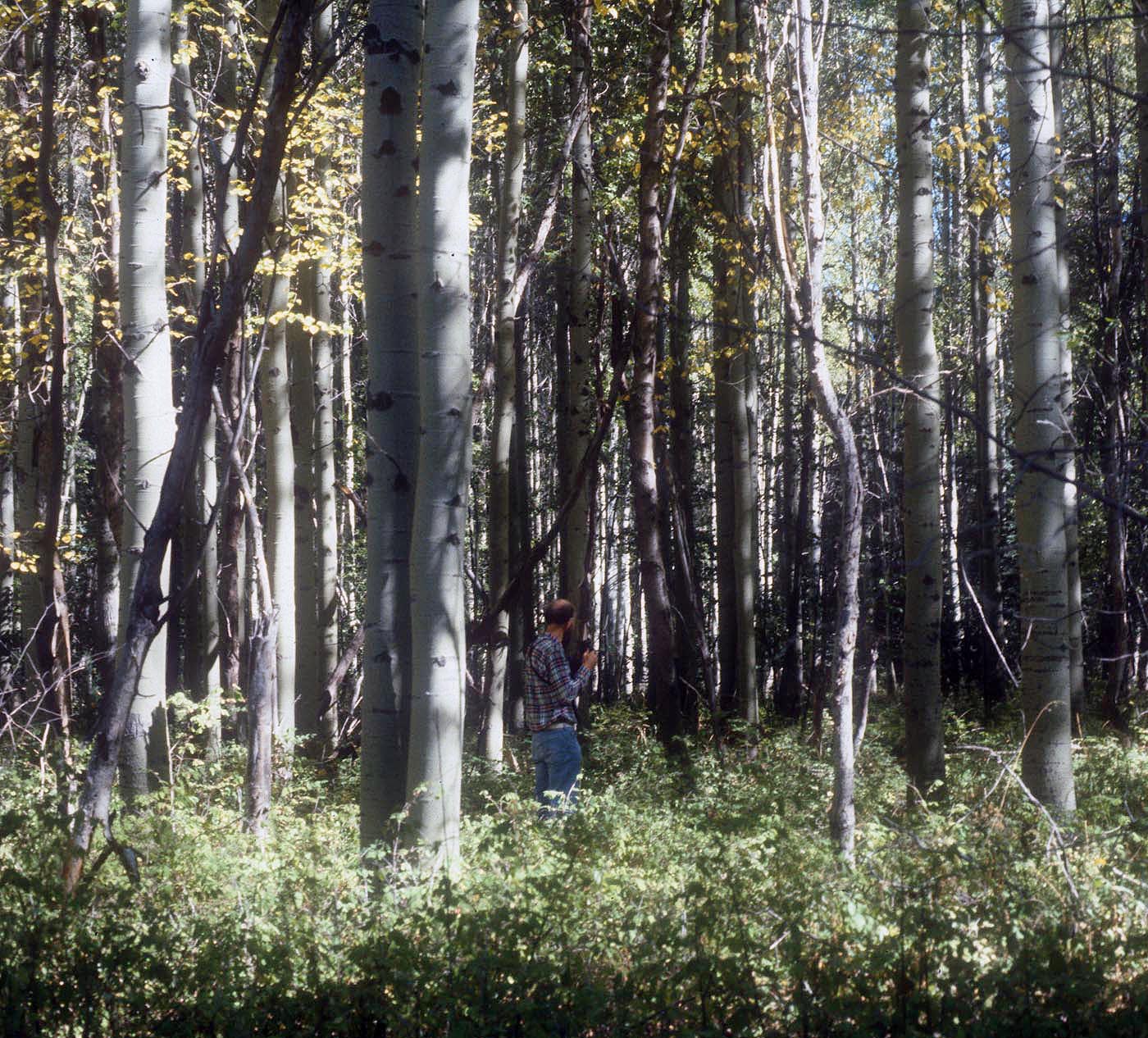Chewuch River aspen with cottonwood and SYAL Rex Crawford ret Greene Sep-1987
